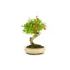 Bonsai 7 anos Punica granatum.jpg