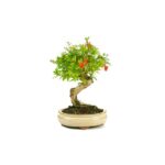 Bonsai 7 anos Punica granatum.jpg