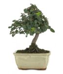 Bonsai 7 anos Quercus Suber .jpeg