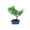 Bonsai 7 anos Rhododendron indicum.jpg