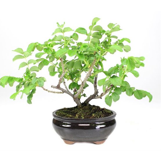 Bonsai 7 anos Rosal sp.jpg Bonsai 7 anos Rosal sp.jpg