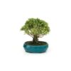 Bonsai 7 anos Serissa phoetida variegata.jpg
