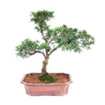 Bonsai 7 anos Syzigium buxifolium.jpg