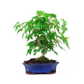 Bonsai 8 anos Acer palmatum.jpg