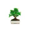 Bonsai 8 anos Carmona microphylla .jpg