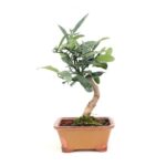 Bonsai 8 anos Citrus kinzu ZP E.jpg