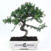 Bonsai 8 anos Cotoneaster sp.jpg