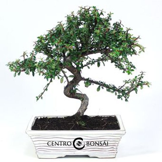 Bonsai 8 anos Cotoneaster sp.jpg