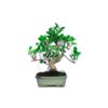 Bonsai 8 anos Ficus Retusa.jpg