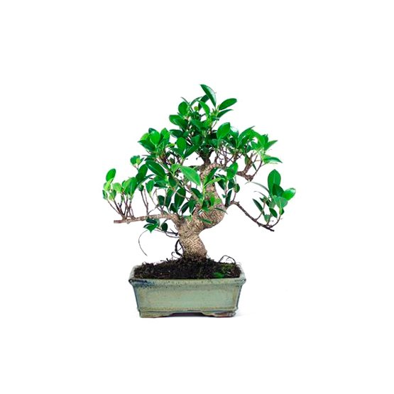 Bonsai 8 anos Ficus Retusa.jpg
