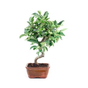 Bonsai 8 anos Malus sp. ZP E.jpg