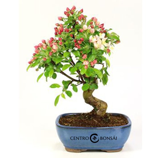 Bonsai 8 anos Malus sp.jpg