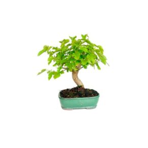 Bonsai 8 anos Morus sp.jpg