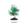 Bonsai 8 anos Pinus halepensis.jpg