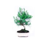 Bonsai 8 anos Pinus halepensis.jpg
