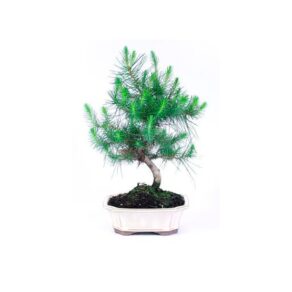 Bonsai 8 anos Pinus halepensis.jpg