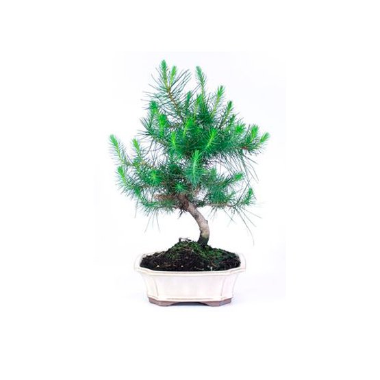 Bonsai 8 anos Pinus halepensis.jpg