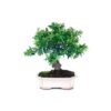 Bonsai 8 anos Pyracantha sp. ZP E.jpg
