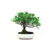 Bonsai 8 anos Rhododendron indicum.jpg