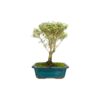 Bonsai 8 anos Serissa phoetida variegata.jpg