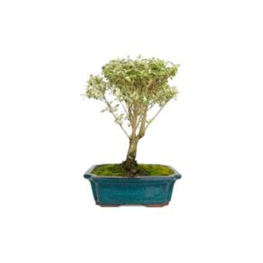 Bonsai 8 anos Serissa phoetida variegata.jpg