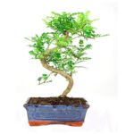 Bonsai 8 anos Zanthoxylum piperitum.jpg