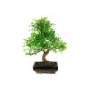 Bonsai 8 anos Zelkova Parvifolia.jpg