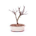 Bonsai 9 anos Acer palmatum deshojo 1.jpg