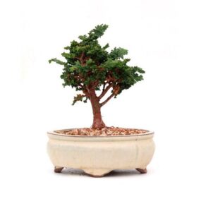 Bonsai 9 anos Chamaecyparis obtusa.jpg