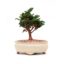 Bonsai 9 anos Chamaecyparis obtusa.jpg