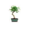 Bonsai 9 anos Citrus kinzu ZP E.jpg