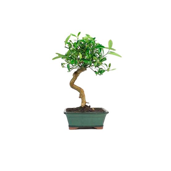 Bonsai 9 anos Citrus kinzu ZP E.jpg