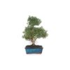 Bonsai 9 anos Ilex microphylla.jpg