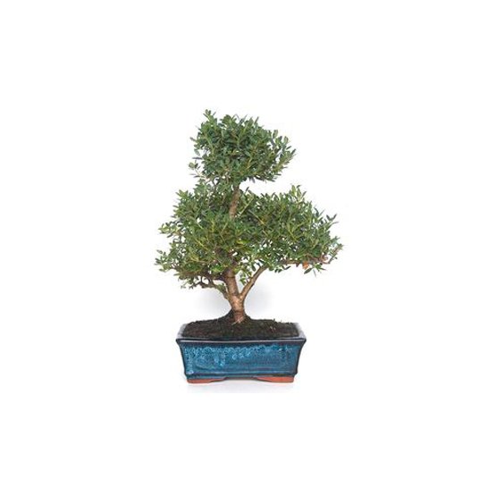 Bonsai 9 anos Ilex microphylla.jpg
