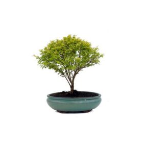 Bonsai 9 anos Ligustrum sp.jpg