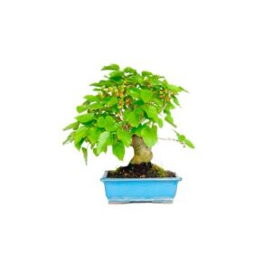 Bonsai 9 anos Morus sp.jpg
