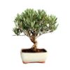 Bonsai 9 anos Olea europaea.jpg