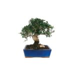Bonsai 9 anos Olea europaea sylvestris.jpg