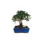 Bonsai 9 anos Olea europaea sylvestris.jpg
