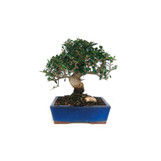 Bonsai 9 anos Olea europaea sylvestris.jpg