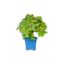Bonsai 9 anos Parthenocisus tricuspidata.jpg