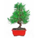 Bonsai 9 anos Pinus halepensis 1.jpg