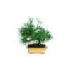 Bonsai 9 anos Pinus halepensis.jpg