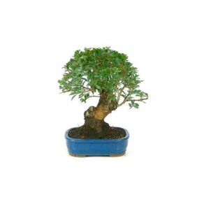 Bonsai 9 anos Pistacia lentiscus.jpg