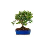 Bonsai 9 anos Quercus suber.jpg