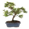 Bonsai 9 anos Rhododendron Indicum.jpg