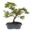 Bonsai 9 anos Rhododendron Indicum.jpg