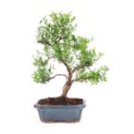 Bonsai 9 anos Syzigium buxifolium.jpg