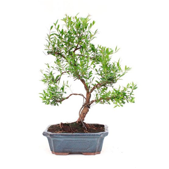 Bonsai 9 anos Syzigium buxifolium.jpg