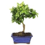 Bonsai Limequat 10 anos.jpg